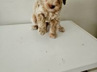 Maltipoo yavrular