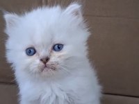 BRİTİSH LONGHAİR KUSURSUZ ANATOMİ ERKEK YAVRU