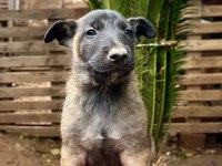Belçika Malinois Yavruları