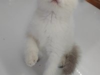 British shorthair yavru