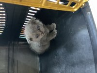 Scottish fold kedisi
