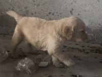 Erkek golden retriever a kalite