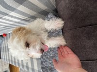 Yavru 3-4 aylık maltipoo