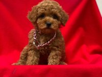 Toy Poodle Tavrular