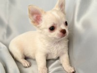 krem beyaz chihuahua (şivava erkek) bebiş