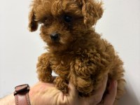 Kore Poodle Yavrular