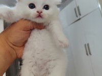 A kalite British LongHair