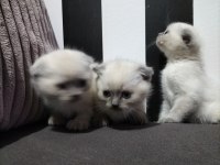 Scottish fold blue point ve gri yavrular