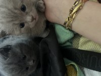 Masum british yavru