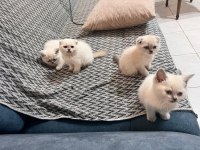 4 dişi scottish fold yuvasını bekliyor