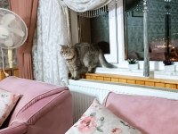 Dişi british kızıma damat aranıyor aynı ırk beyaz tercihimiz