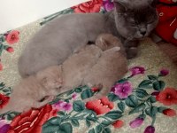British shorthair kedilerimin hepsini veriyorum