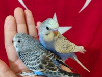 EV ÜRETİMİ YENİ YEME DÜŞMÜŞ BEBEK MUHABBETLER