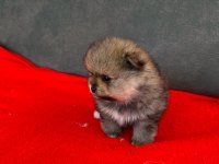 Erkek Dişi Pomeranian Yavrular