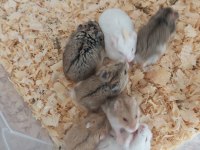 FIRINDAN TAZE ÇIKAN GONZALES HAMSTER YAVRULARI