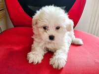 Terrier maltese bebekler