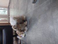 Sahibinden shih tzu