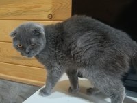 scottish fold kedimiz