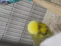 Show Jumbo Muhabbet Kuşu Erkek Ve Dişiler