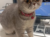 Çok Tatlı Scottish Fold Dişi Uygun Puana