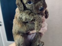 Muhteşem toy poodle yavruları