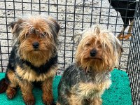 Yorkshire terrier sevgililer gününe özel kampanya