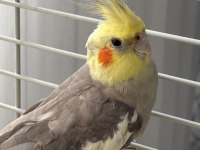 11 Aylık Erkek Grey Sultan Papağanı