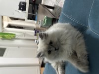 2-3 aylık yavru british longhair kedimiz
