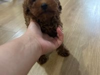Erkek 1 yaşında toy poodle 1 kg