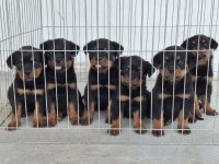 A Şecereli Köpekler Macar Koca Kafa Küt Burun
