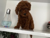 Wc eğitimli orjinal poodle yavrum