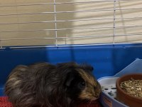 Erkek dişi genç yetişkin guinea pig