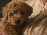 Kore kan poodle