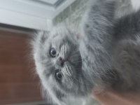 6 scottish fold yavru