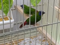 Parot baykuş çim ve star ispinozları