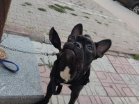 Erkek french buldog