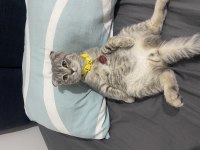 Silver Scottish Fold 3.5 Aylık Erkek