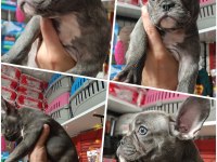 2 Blue Brindle dişi 1 Blue Merle Erkek French Bulldog