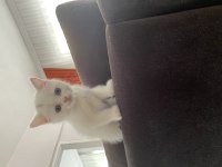 2 aylık british longhair erkek