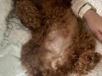 Teacup poodle dışı yetişkin prenses