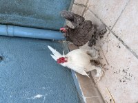Orjinal 1+1 gül ibik 5 parmak 0 boy ispençler