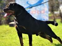 Secereli şampiyon rottweiler yavruları