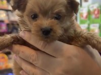 Yavru Köpeğimiz Sağlıklı Kuru Mama Yemeye Başladı