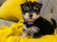 Sevgi Dolu Ve Uyumlu Yavru Köpekler