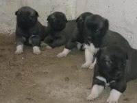 Gürün yavru köpekler