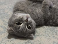 Ücretsiz sahiplendirme scottish fold kedisi