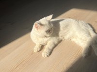 ERKEK BRİTİSH SHORTHAİR YAVRU KEDİMİZ