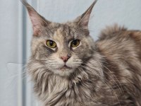 Maine coon yavruları