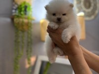 Pomeranian erkek ve dişi yavrularımız mevcuttur