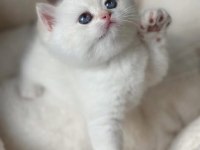 Kar Beyaz Silver British Shorthair 